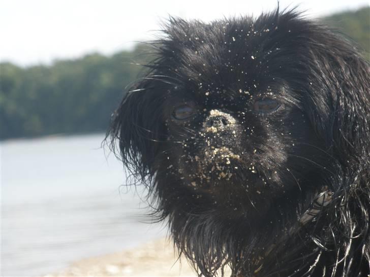 Pekingeser Gabi billede 6