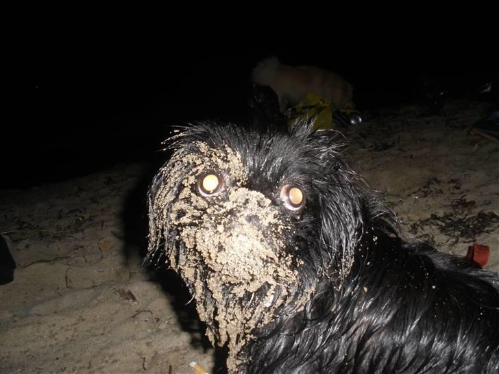 Pekingeser Gabi billede 7