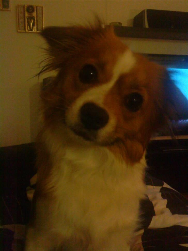 Blanding af racer Mille billede 20