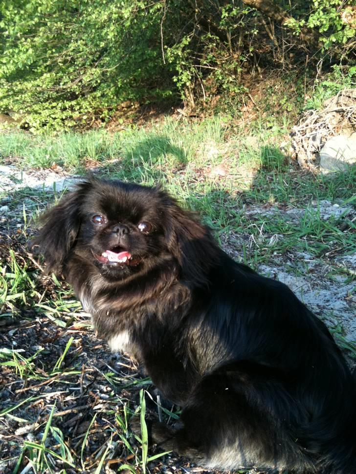 Pekingeser Gabi billede 8
