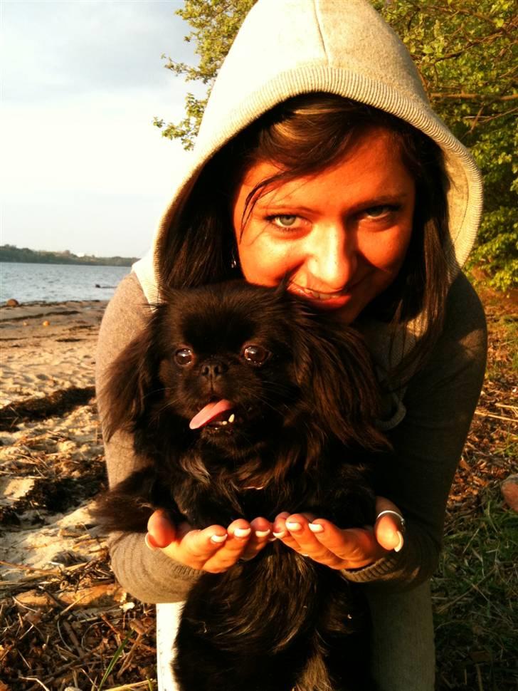 Pekingeser Gabi billede 9