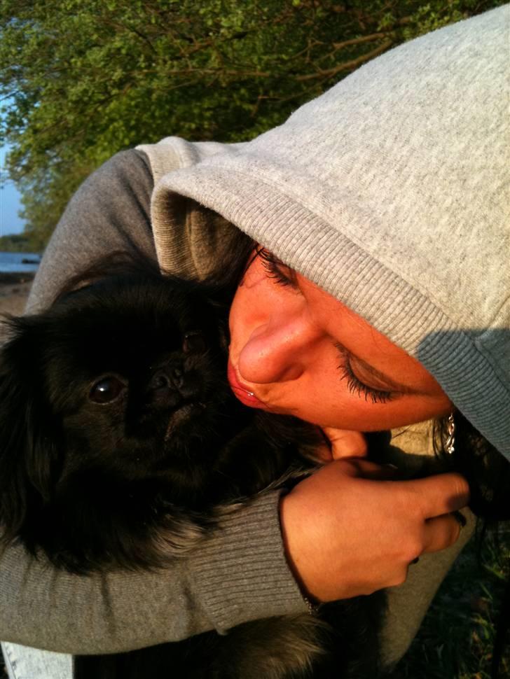 Pekingeser Gabi billede 10