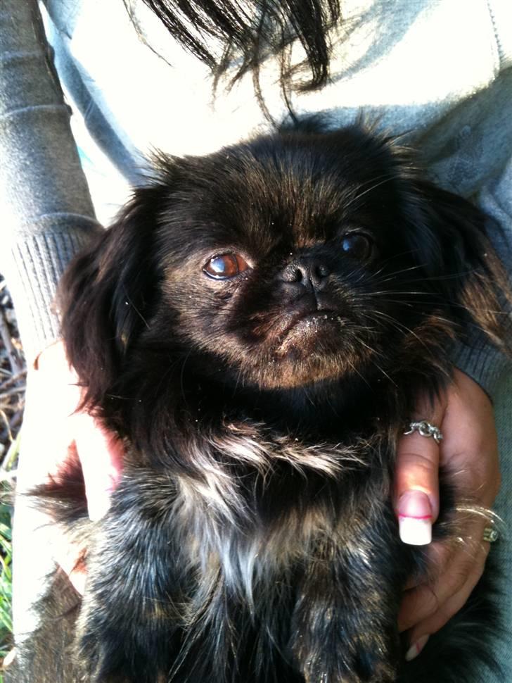 Pekingeser Gabi billede 11