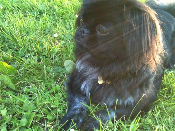 Pekingeser Gabi billede 12