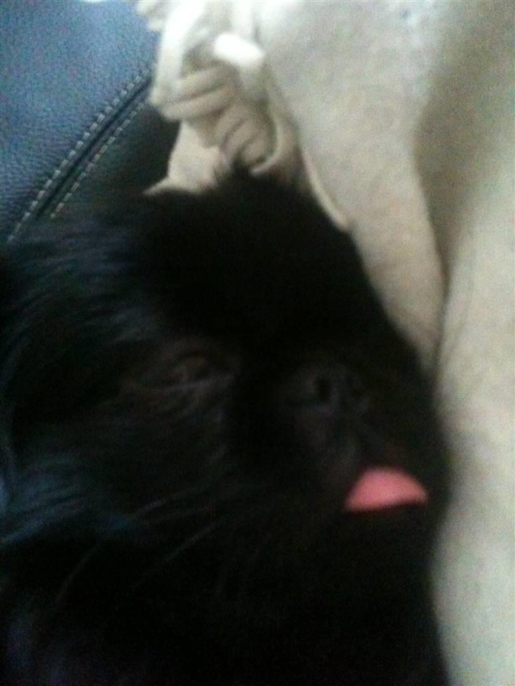 Pekingeser Gabi billede 13