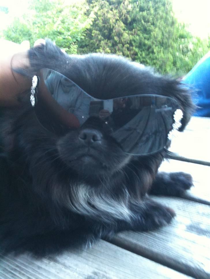 Pekingeser Gabi billede 14