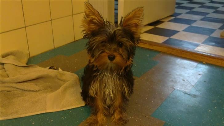 Yorkshire terrier Killah - En lille bandit der lige har været i bad ;) billede 2