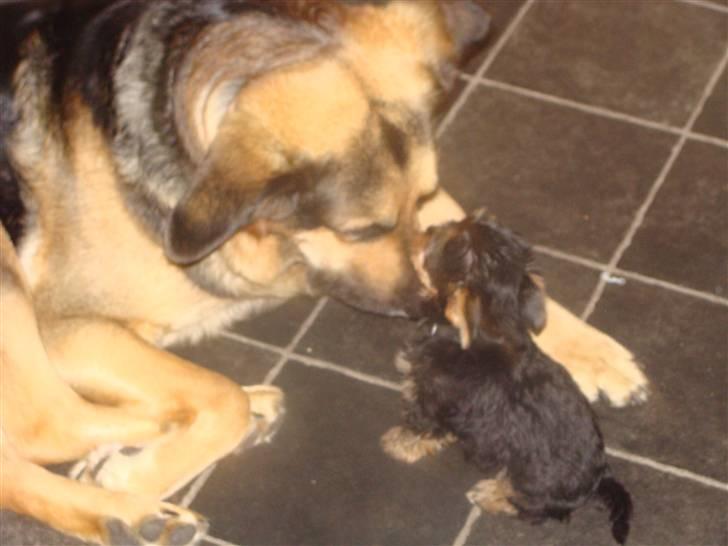 Yorkshire terrier Killah - Killah og mine forældres hund Molly :) billede 3