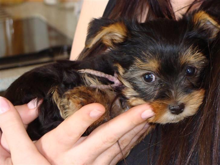 Yorkshire terrier Killah - Den dag jeg fik hende med hjem :) billede 4