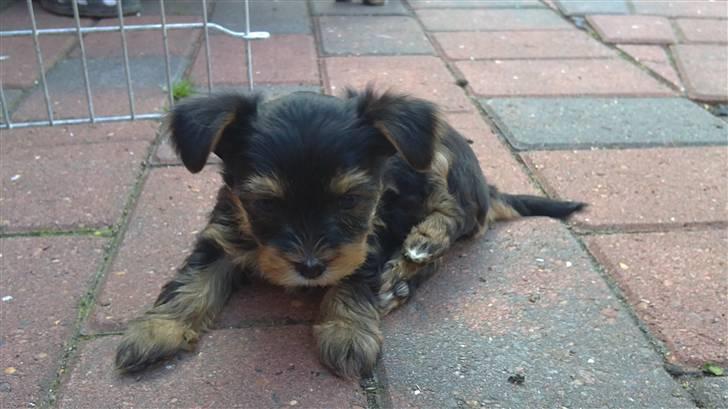 Yorkshire terrier Killah - Da jeg var nede og vælge hende <3 billede 5