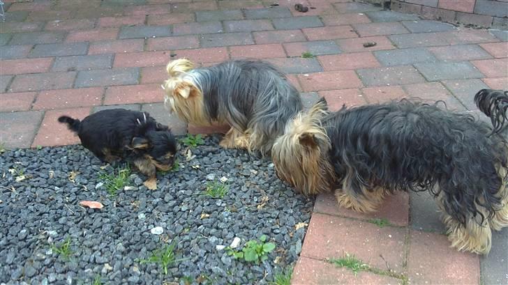 Yorkshire terrier Killah - Killah med hendes biologiske forældre ;) billede 6