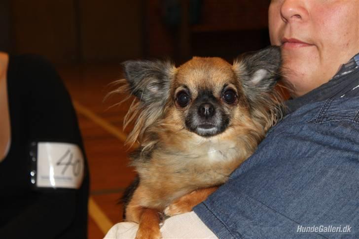 Chihuahua Martina´s Lara (Bella) - Bella til udstilling oktober 2010 i Helle hallen billede 9