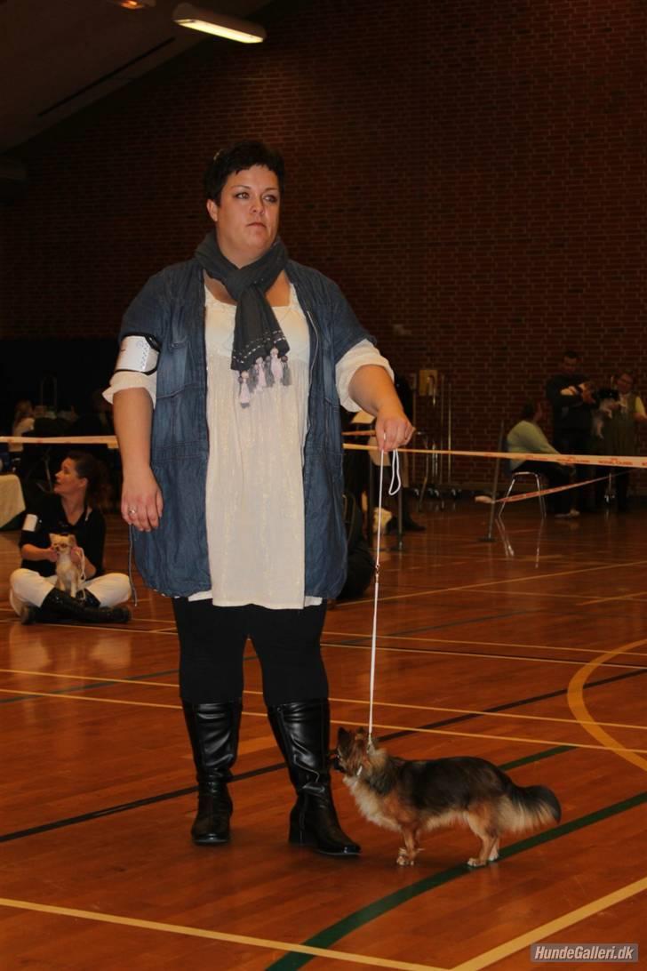 Chihuahua Martina´s Lara (Bella) - Mor og Bella til udstilling i Helle hallen billede 10