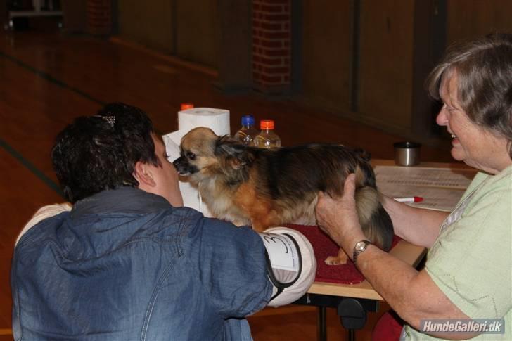 Chihuahua Martina´s Lara (Bella) - Bella bliver bedømt af dommer Birgit Ambo. billede 11