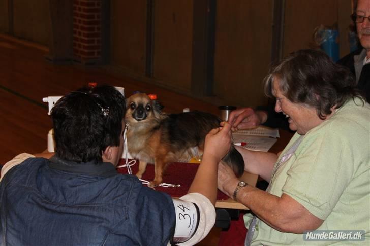 Chihuahua Martina´s Lara (Bella) billede 12