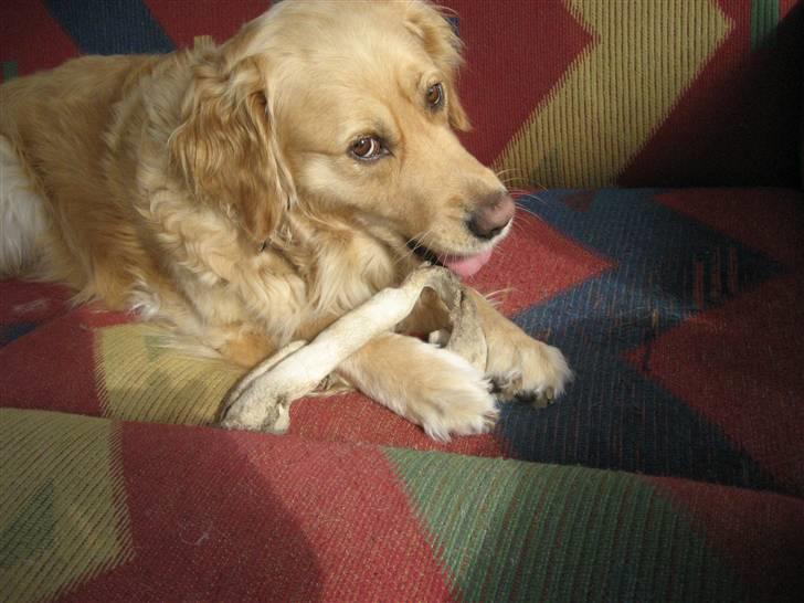 Golden retriever Gismo<3 billede 1