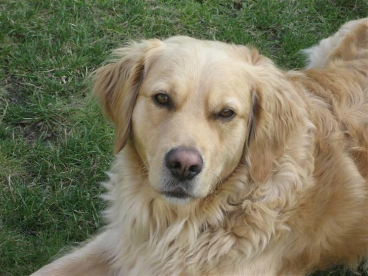 Golden retriever Gismo<3 billede 2