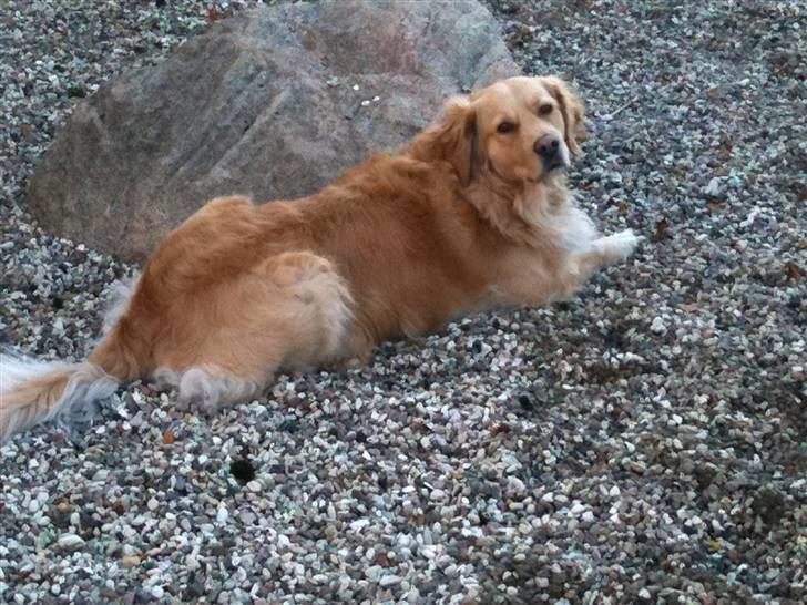 Golden retriever Gismo<3 - Du så smuk min dreng<3 billede 3