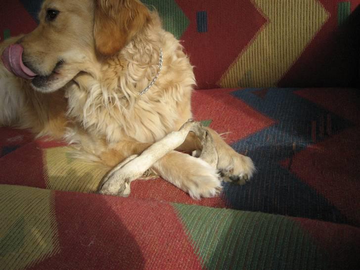 Golden retriever Gismo<3 billede 4
