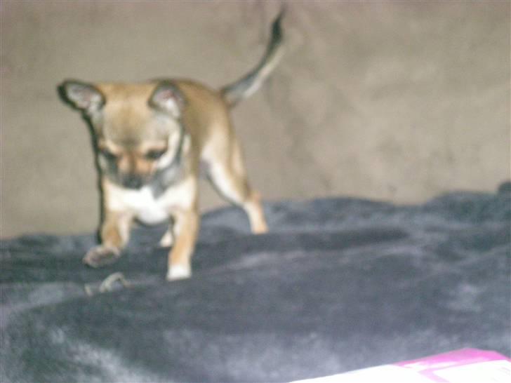 Chihuahua Lille puslings FRIDA - kong-fu billede 11