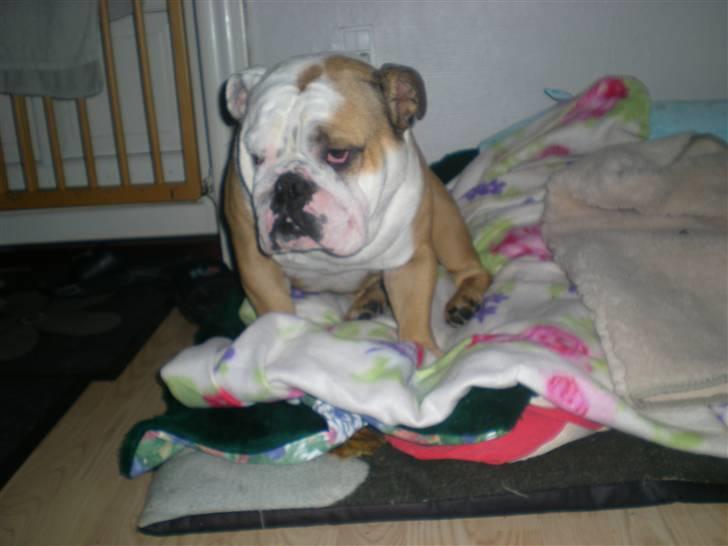 Engelsk bulldog otto - en træt far billede 8