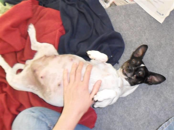 Jack russell terrier Molly billede 4