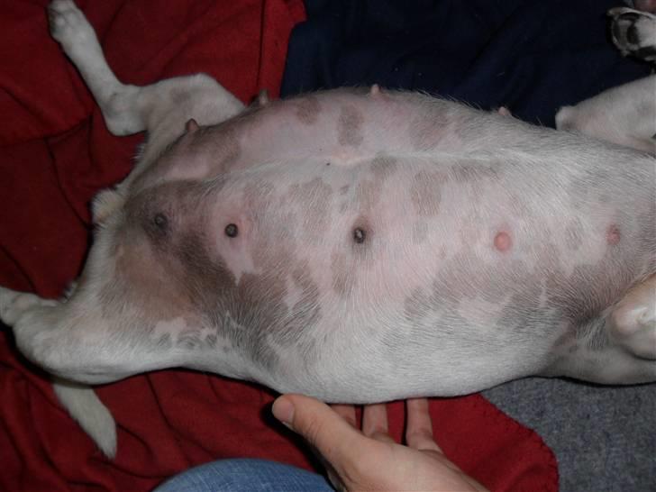 Jack russell terrier Molly billede 5