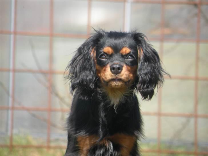 Cavalier king charles spaniel - Carla - 1 år billede 13