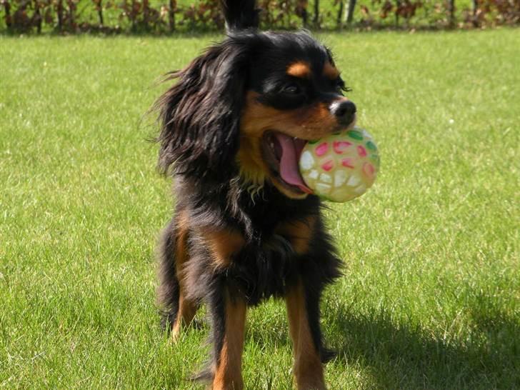 Cavalier king charles spaniel - Carla - 1 år - Når Carla og jeg rå-hygger i solen! :D billede 2