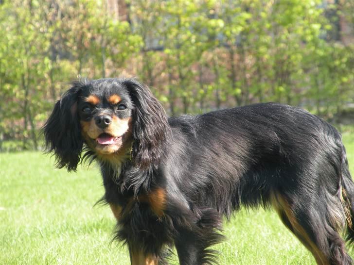 Cavalier king charles spaniel - Carla - 1 år - Hva´ nuuuuuuuuuuuuuuuuuuuu?!! xD billede 3