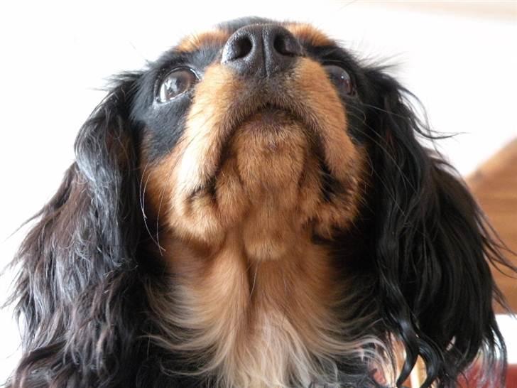 Cavalier king charles spaniel - Carla - 1 år - Uhh.. xP billede 4