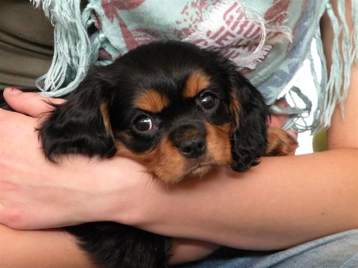Cavalier king charles spaniel - Carla - 1 år - Da hun lige var kommet hjem ftil mine bedsteforældre! :-) billede 5