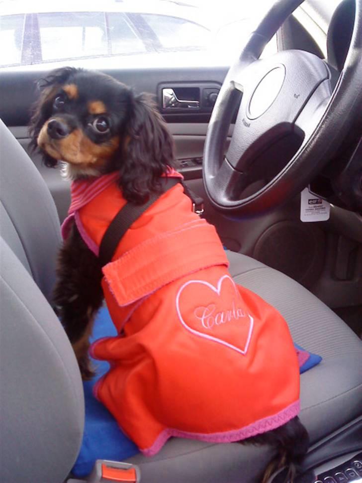 Cavalier king charles spaniel - Carla - 1 år - Er jeg ikk´ fiin?? ;D billede 6