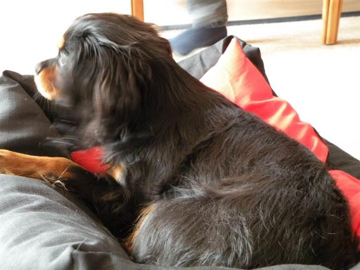 Cavalier king charles spaniel - Carla - 1 år - Halløøøøj, hva´ var det?? ;O billede 7