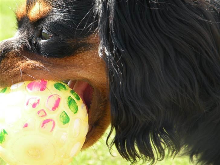 Cavalier king charles spaniel - Carla - 1 år - Min boldt! :D billede 8
