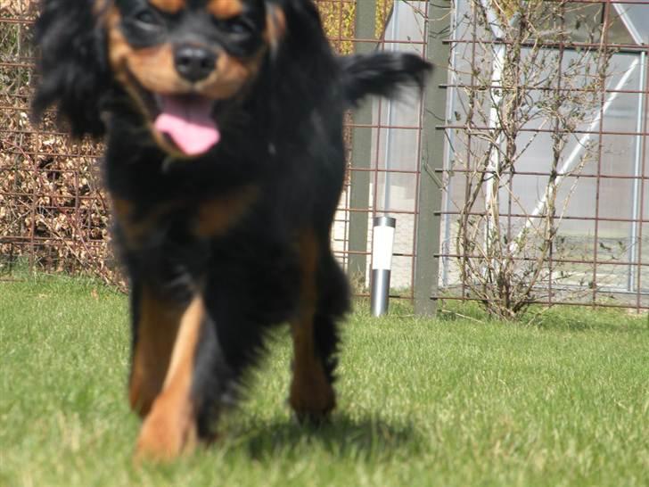 Cavalier king charles spaniel - Carla - 1 år - Kommer nu! C: billede 9