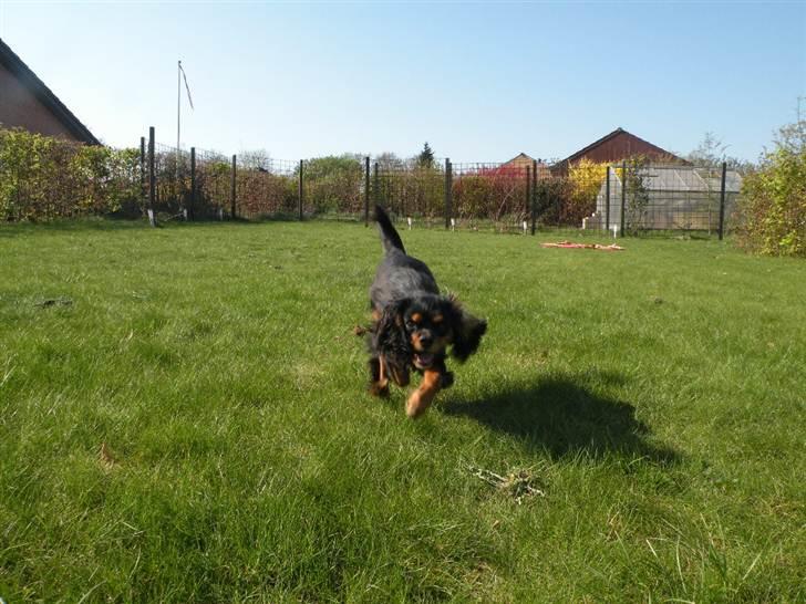 Cavalier king charles spaniel - Carla - 1 år - "Fart bølle!" "Hvem mig??!!" xD billede 10