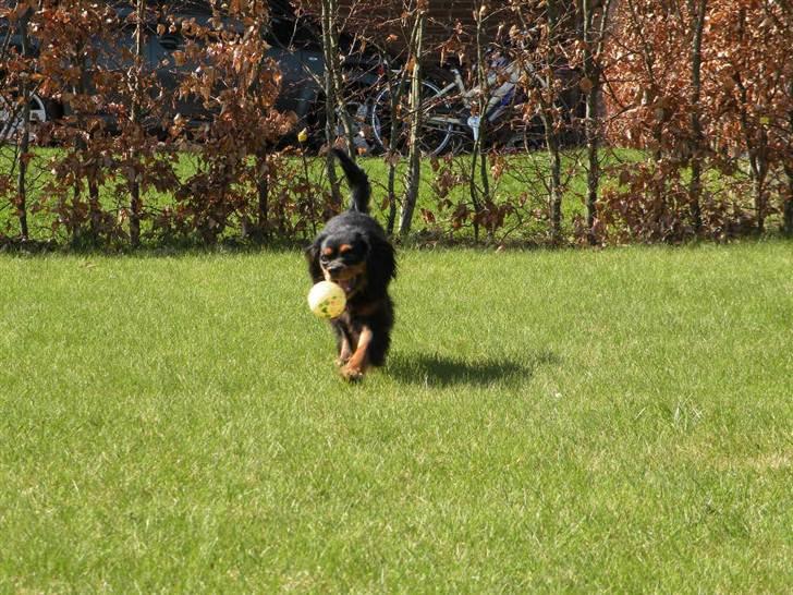 Cavalier king charles spaniel - Carla - 1 år - Ihh, hvor er jeg søød?? xD billede 11