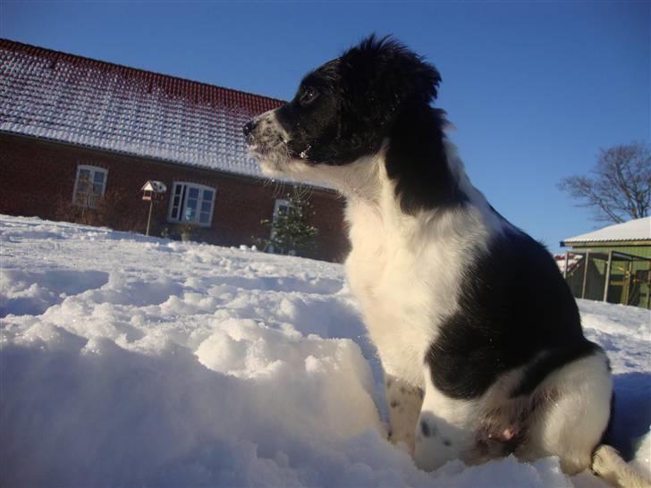 Field Trial spaniel *Freja* billede 13