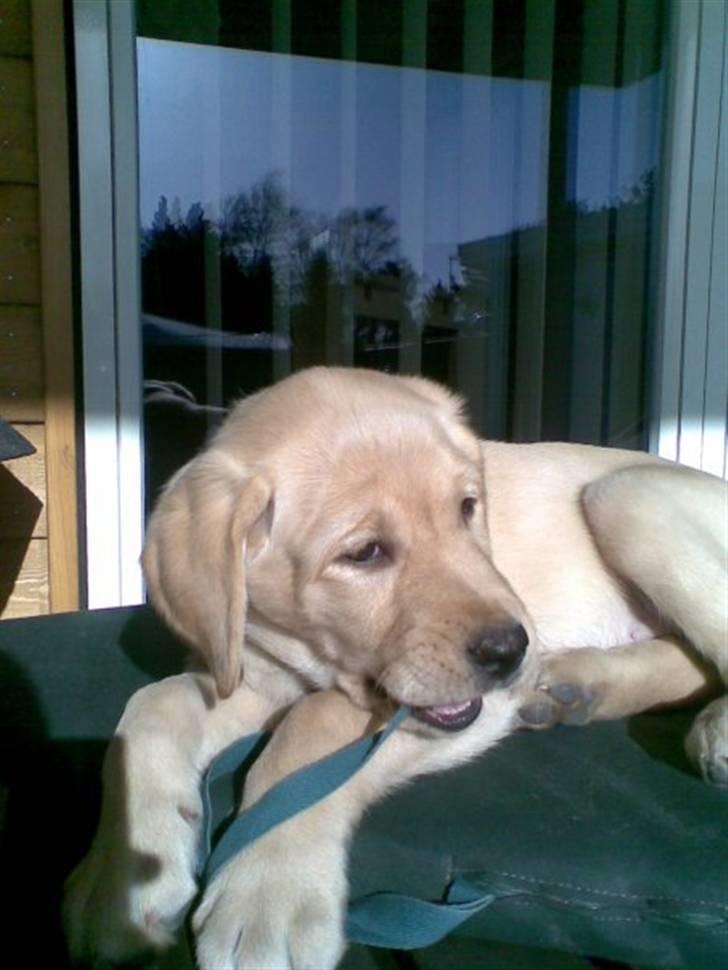 Labrador retriever molly - vores lille engle basse da hun kun er 10 uger :D billede 9