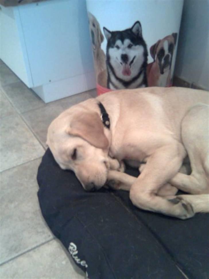 Labrador retriever molly - der er du godt et år :D billede 10