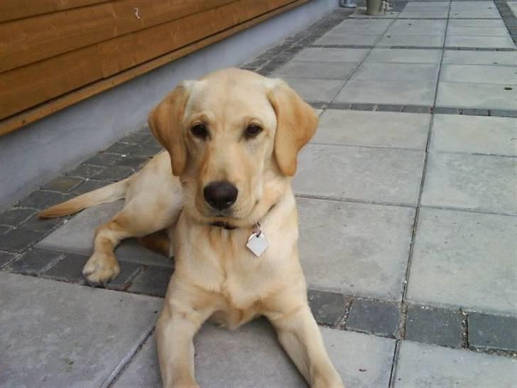 Labrador retriever molly - der er du også kun et år og du har forandret dig meget på det billed og så til nu :D billede 11