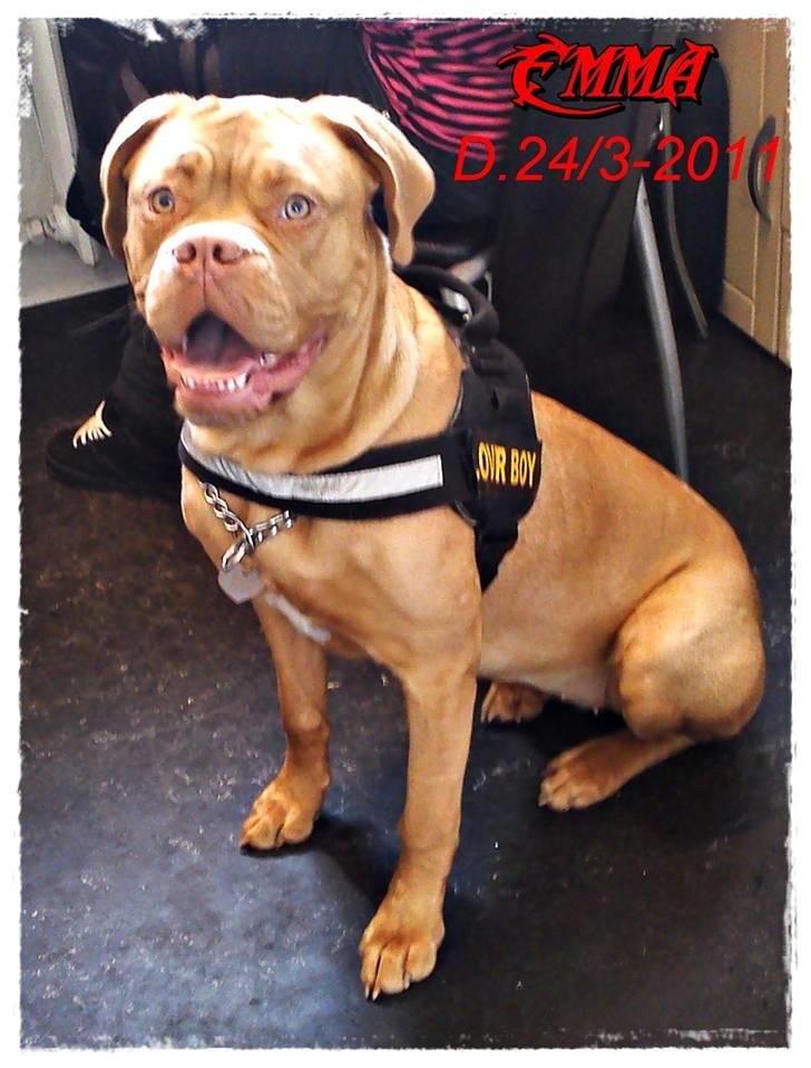Dogue de bordeaux Emma (Tinke Grandis) - Smukke Emma med mor på arbejde<3 billede 15