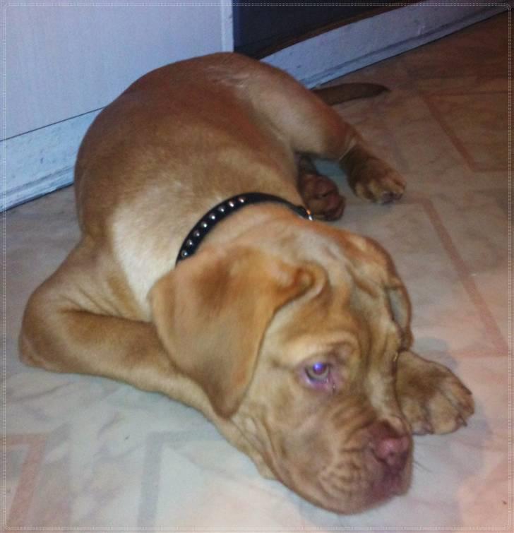 Dogue de bordeaux Emma (Tinke Grandis) - Næsten 15uger:) billede 19