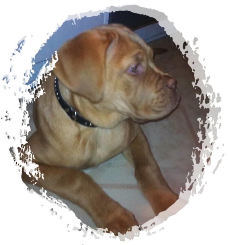 Dogue de bordeaux Emma (Tinke Grandis) - Næsten 15uger:) billede 20