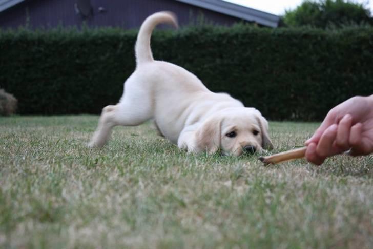 Labrador retriever Tulle billede 6