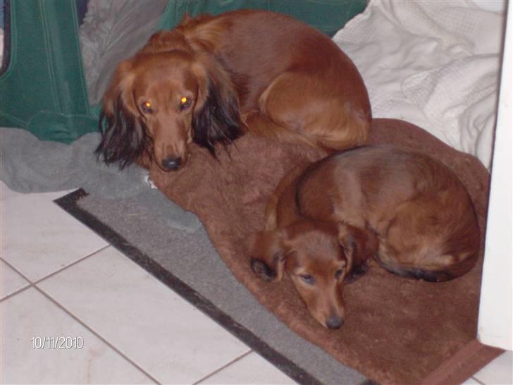 Gravhund Hylleholts Jannie - Luna billede 8