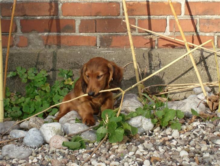 Gravhund Hylleholts Jannie - Luna billede 9