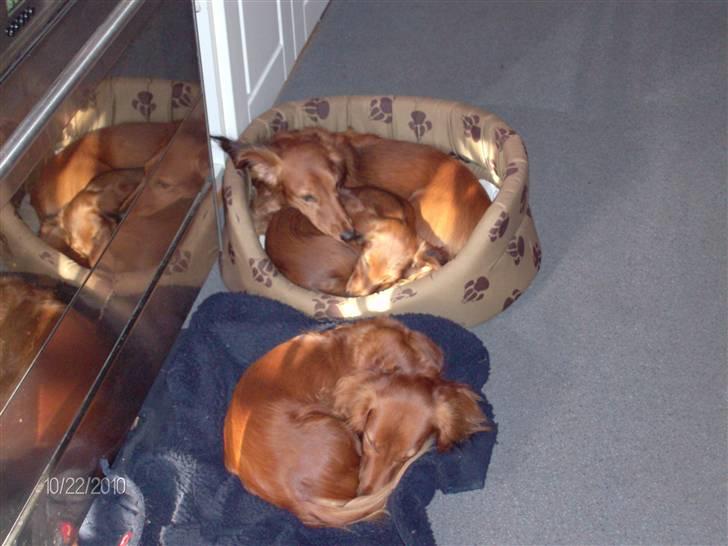 Gravhund Hylleholts Jannie - Luna billede 10