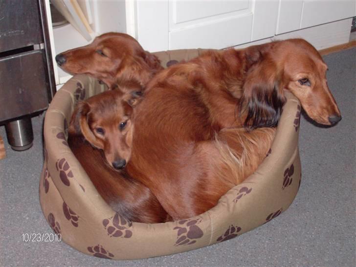 Gravhund Hylleholts Jannie - Luna billede 11